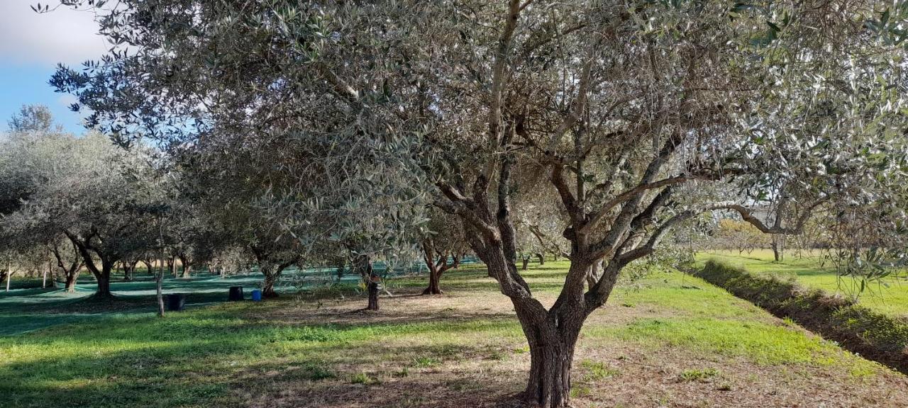 Bed & Breakfast B&B Da Pio Pietrasanta